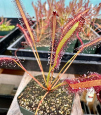 Rosnatka kapská Montagu Pass – Drosera capensis – semená
