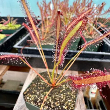 Rosnatka kapská Montagu Pass – Drosera capensis – semená