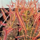 Rosnatka kapská Montagu Pass – Drosera capensis – semená
