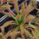 Rosička kapská Broad Leaf – Drosera capensis – semená rosičky