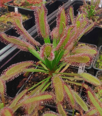 Rosička kapská Broad Leaf – Drosera capensis – semená rosičky