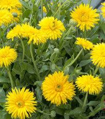 Porcupine Yellow – semená nechtíka lekárskeho