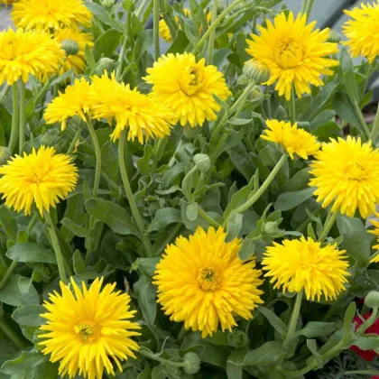 Porcupine Yellow – semená nechtíka lekárskeho