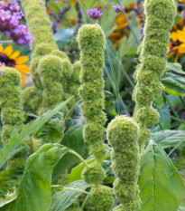 Láskavec Green Tower – zelený Amaranthus cruentus