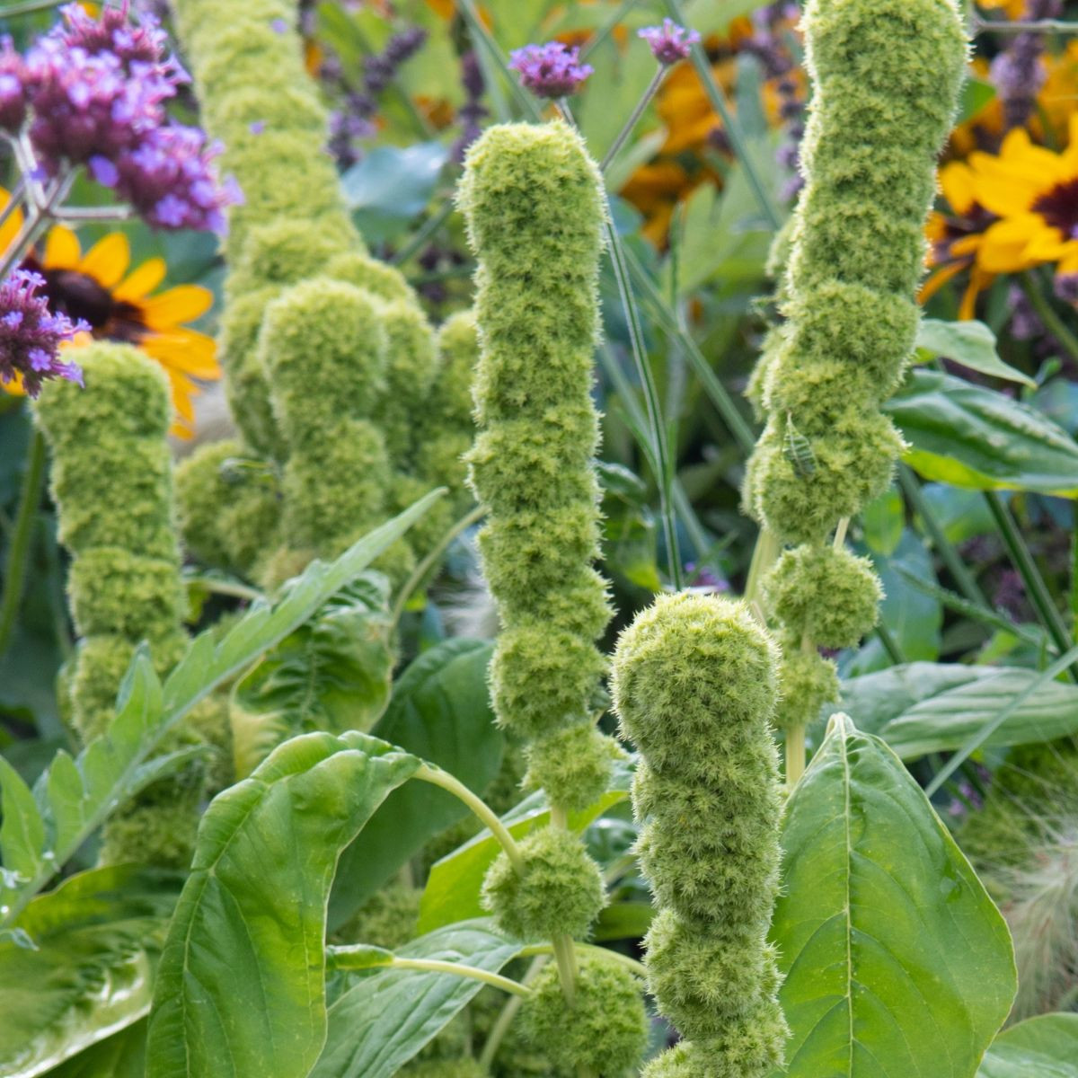 Láskavec Green Tower – zelený Amaranthus cruentus