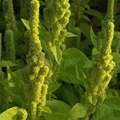 Láskavec Green Tower – zelený Amaranthus cruentus