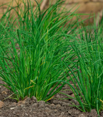 BIO Pažítka cesnaková – Allium tuberosum – bio semená pažítky