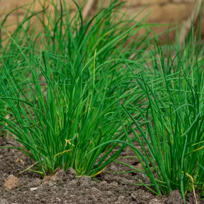 BIO Pažítka cesnaková – Allium tuberosum – bio semená pažítky