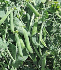 Hrach Meduza – Pisum sativum – semená hrachu