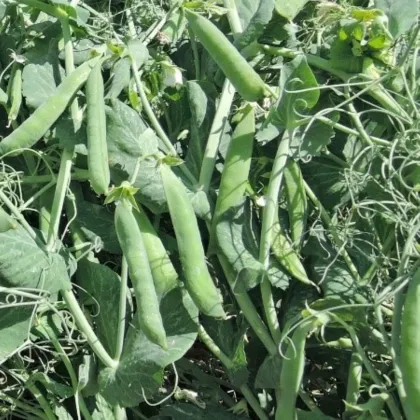 Hrach Meduza – Pisum sativum – semená hrachu
