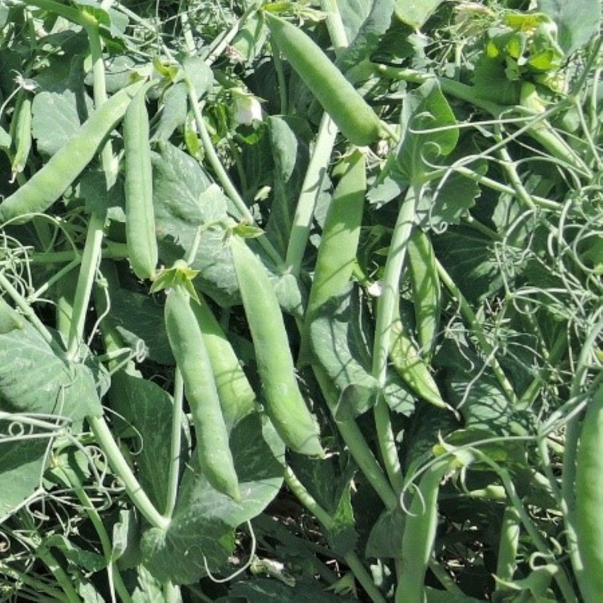 Hrach Meduza – Pisum sativum – semená hrachu
