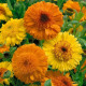 Nechtík Cablouna Mix – Calendula officinalis – semená nechtíka