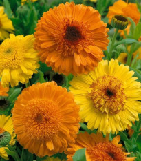 Nechtík Cablouna Mix – Calendula officinalis – semená nechtíka