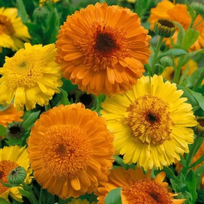 Nechtík Cablouna Mix – Calendula officinalis – semená nechtíka