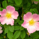 Ruža šípová - Rosa canina - semiačka - 5 ks