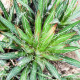 Agáve mexické - Agave filifera - semiačka - 7 ks