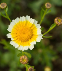 Chryzantéma jedlá - Chrysanthemum coronarium - semiačka - 400 ks