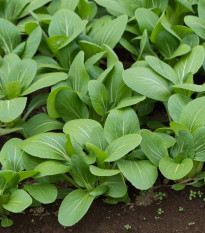 Komatsuna - Zelená horčica - Brassica rapa - semiačka - 20 ks