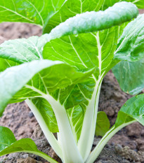 Pak Choi čínska kapusta - Brassica rapa var rosularis - semiačka - 100 ks