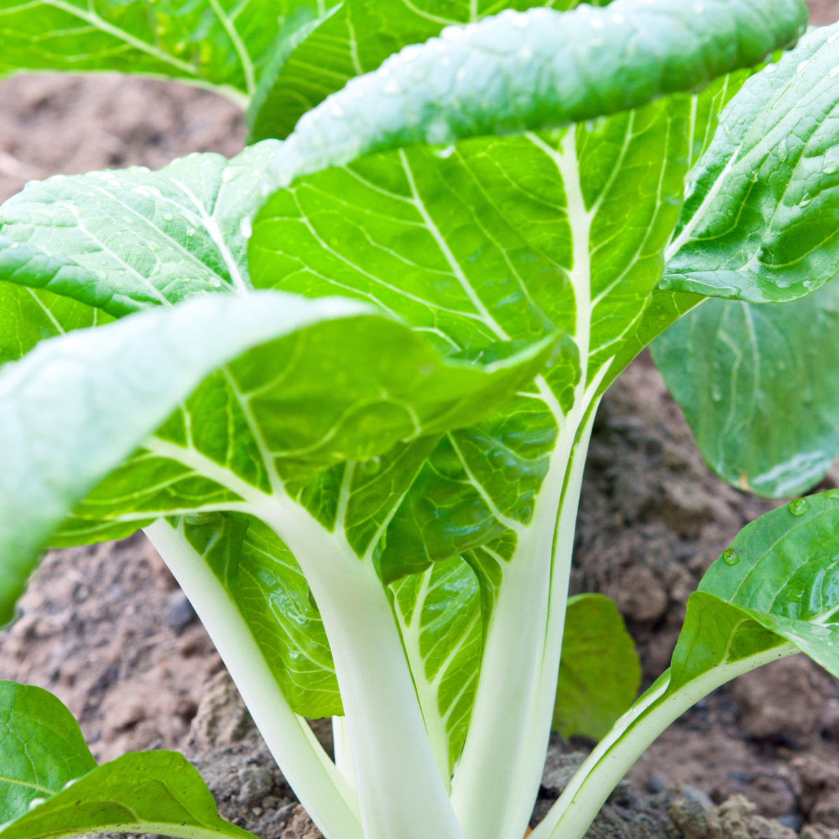 Pak Choi čínska kapusta - Brassica rapa var rosularis - semiačka - 100 ks