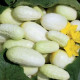 Uhorka biela - Cucumis sativus  - semienka uhorky - 5 ks