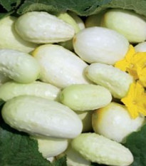 Uhorka biela - Cucumis sativus  - semienka uhorky - 5 ks