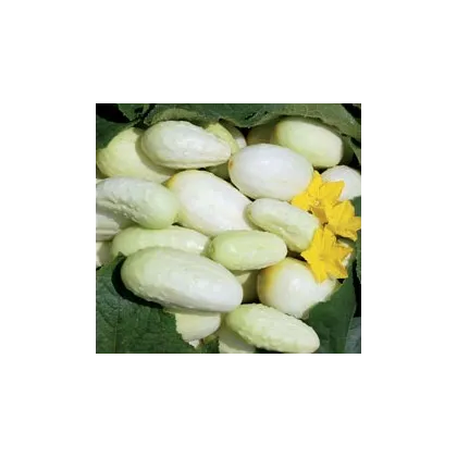 Uhorka biela - Cucumis sativus  - semienka uhorky - 5 ks