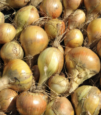 Cibuľa kuchyňská Sturon - Allium cepa - semiačka - 250 ks
