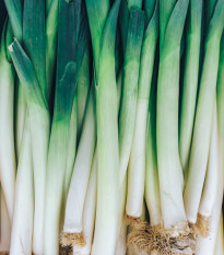 Pór zimný zelenomodrý - Allium porrum - semiačka - 1,5 gr