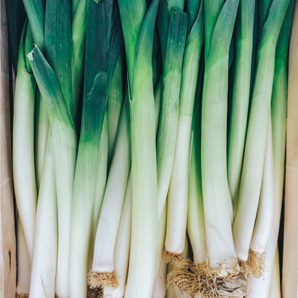 Pór zimný zelenomodrý - Allium porrum - semiačka - 1,5 gr
