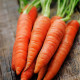 Mrkva Rotin - Daucus carota - semiačka - 1gr