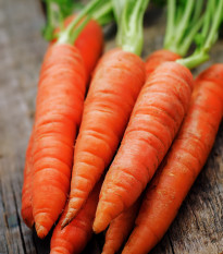 Mrkva Rotin - Daucus carota - semiačka - 1gr