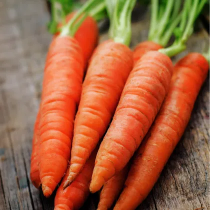 Mrkva Rotin - Daucus carota - semiačka - 1gr