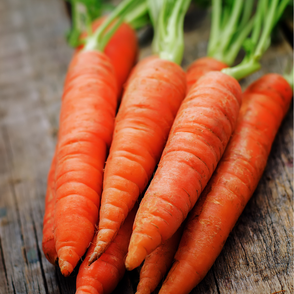 Mrkva Rotin - Daucus carota - semiačka - 1gr