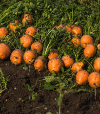 Mrkva guľatá na rýchlenie Pariser Markt 4 - Daucus carota - semienka mrkvy - 500 ks