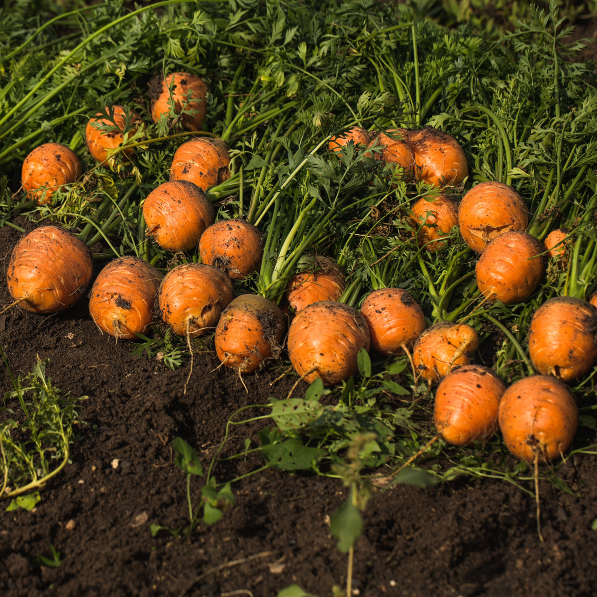 Mrkva guľatá na rýchlenie Pariser Markt 4 - Daucus carota - semienka mrkvy - 500 ks