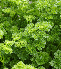 Petržlen Bravour - Petroselinum crispum - semiačka - 1 gr