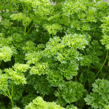 Petržlen Bravour - Petroselinum crispum - semiačka - 1 gr