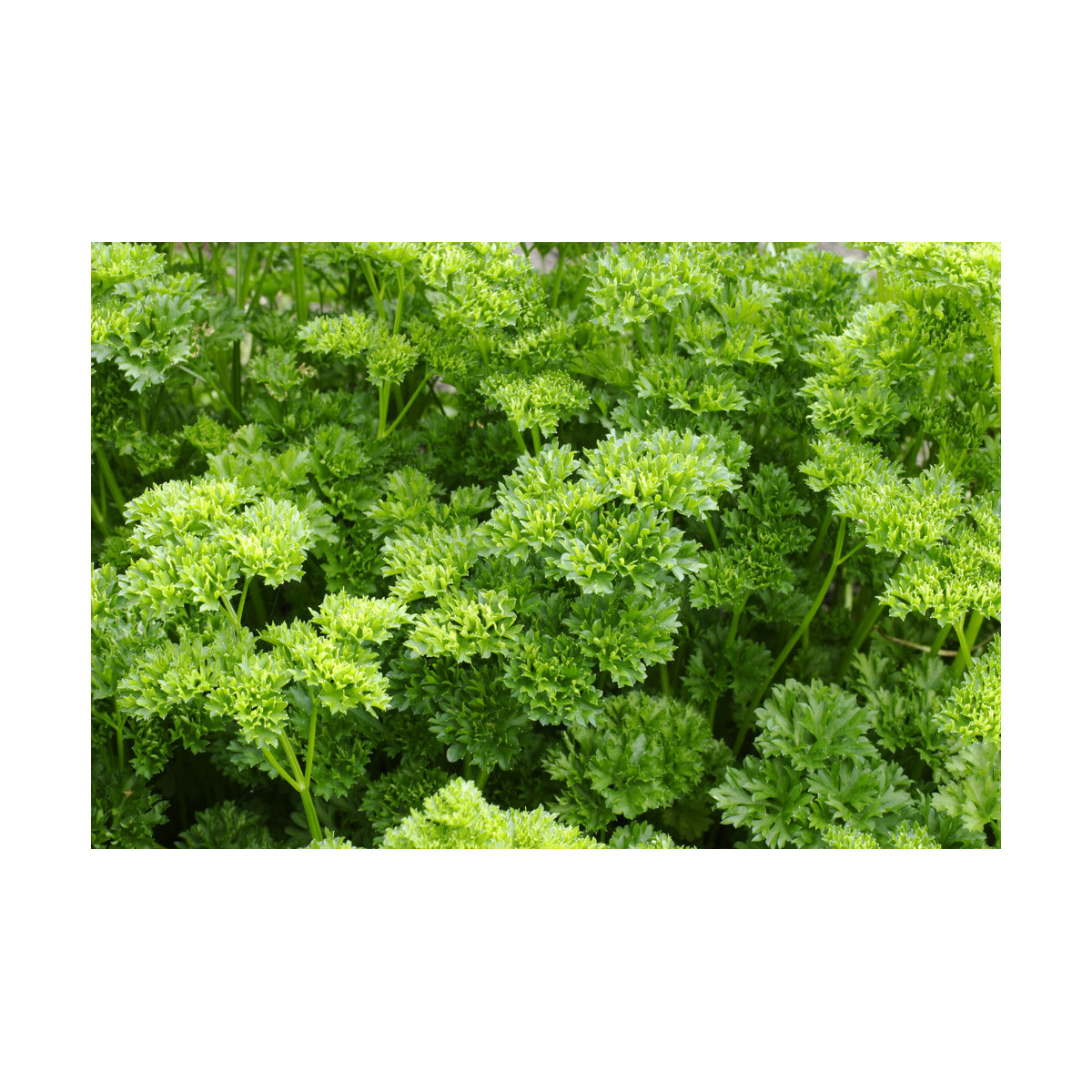 Petržlen Bravour - Petroselinum crispum - semiačka - 1 gr