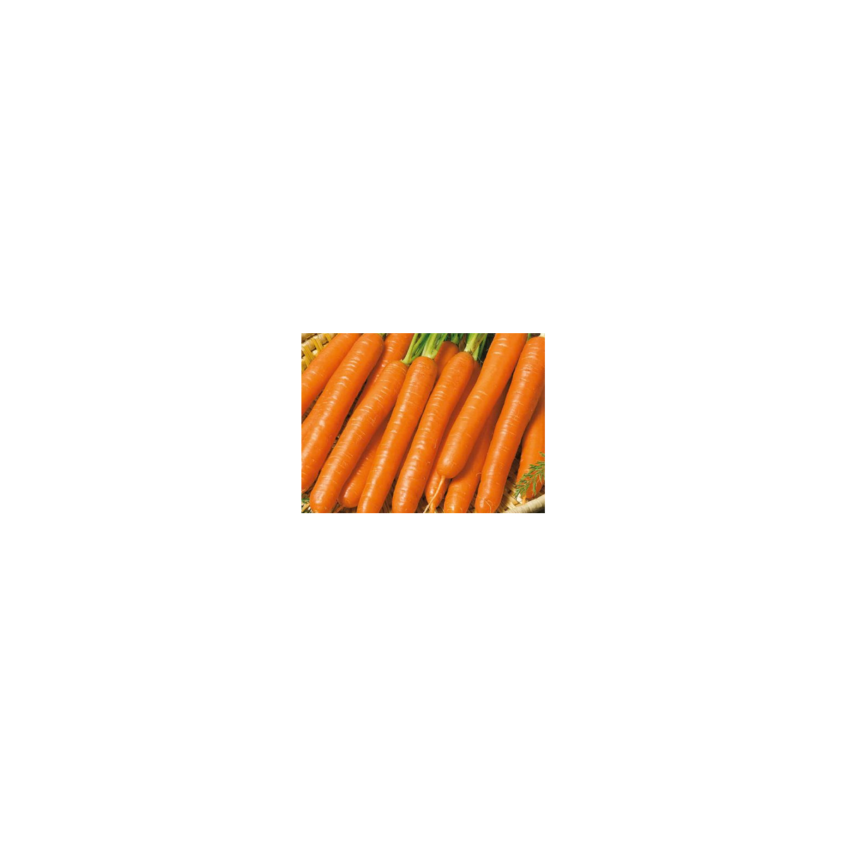 Mrkva Jubila - semiačka - 1 g