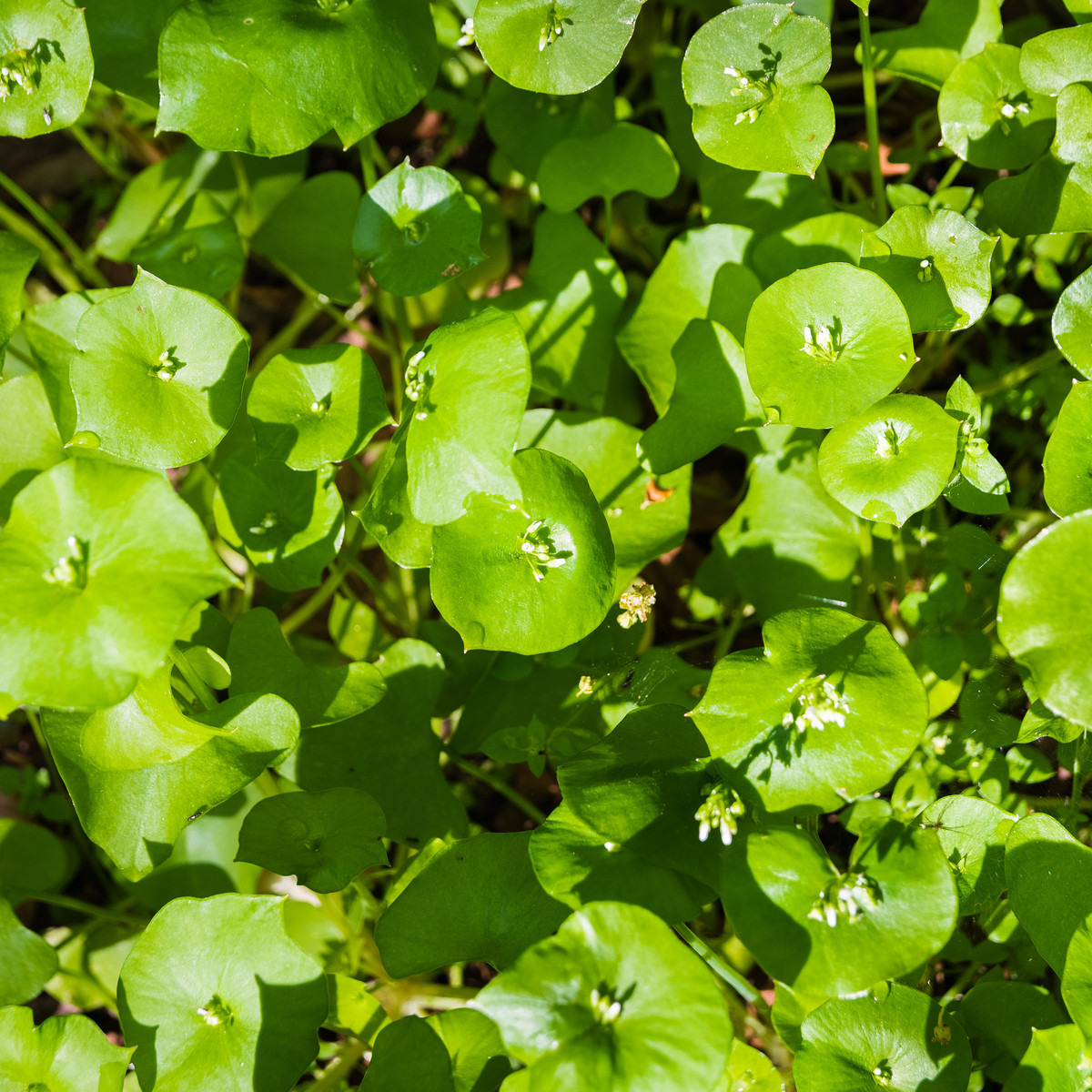 Portulaka zimná - Claytonia perfoliata - semiačka - 100 ks