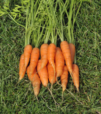 Mrkva Amsterdam skorá - Daucus carota - semiačka - 900 ks