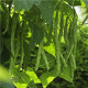 Fazuľa kolíková Algarve - Phaseolus vulgaris - semiačka - 20 ks