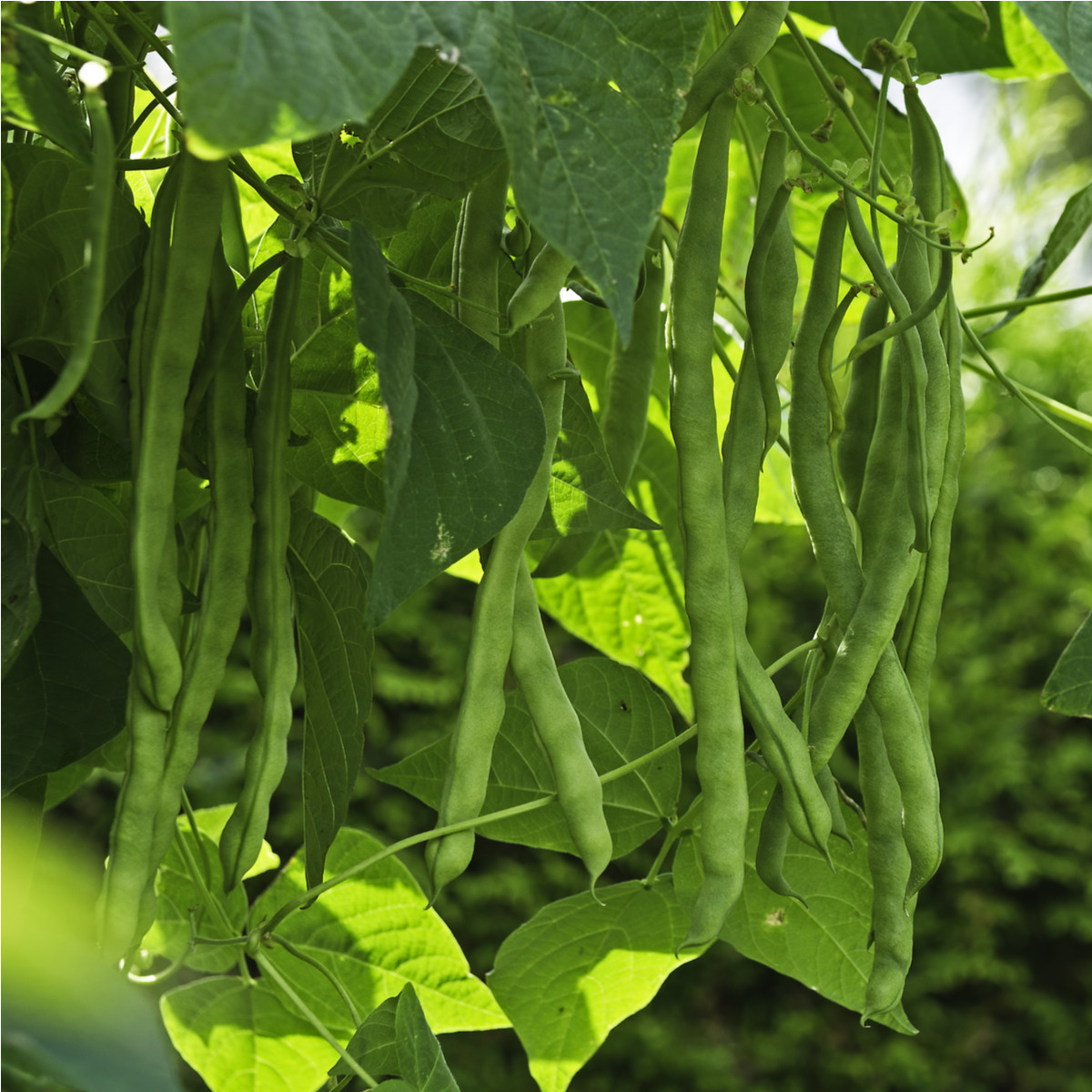 Fazuľa kolíková Algarve - Phaseolus vulgaris - semiačka - 20 ks