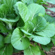 Horčica šalátová Misome F1 - Brassica campestris - semiačka - 20 ks