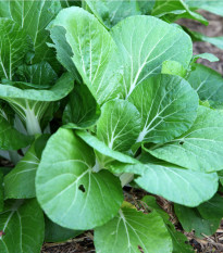 Horčica šalátová Misome F1 - Brassica campestris - semiačka - 20 ks