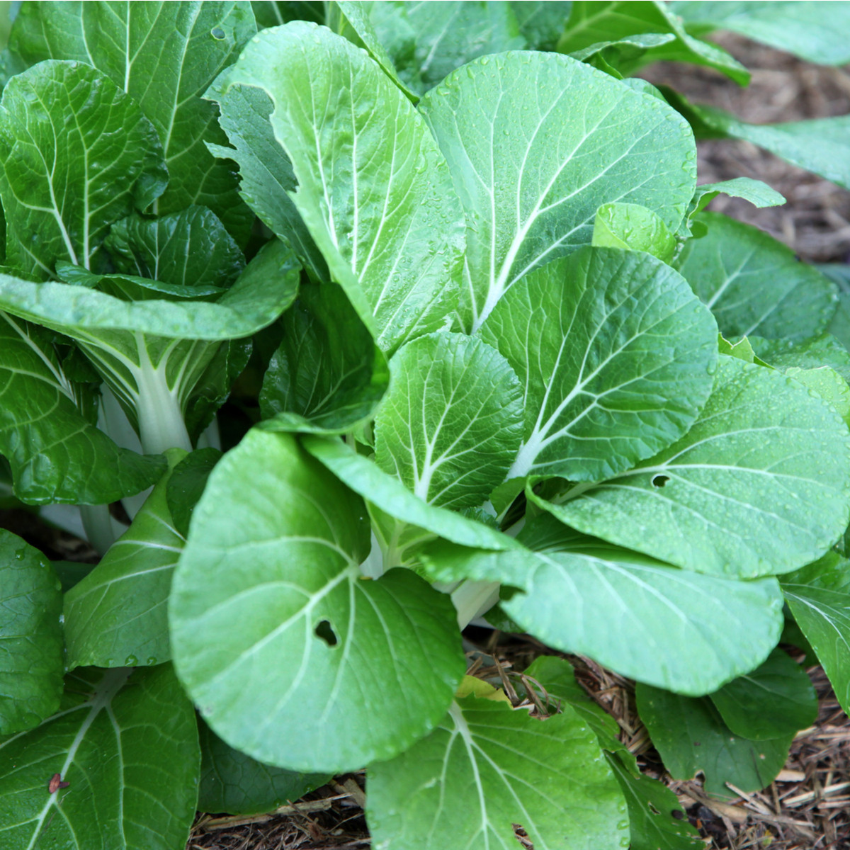 Horčica šalátová Misome F1 - Brassica campestris - semiačka - 20 ks