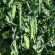 Hrach cukrový - Norli - Pisum sativum - semiačka - 12 g
