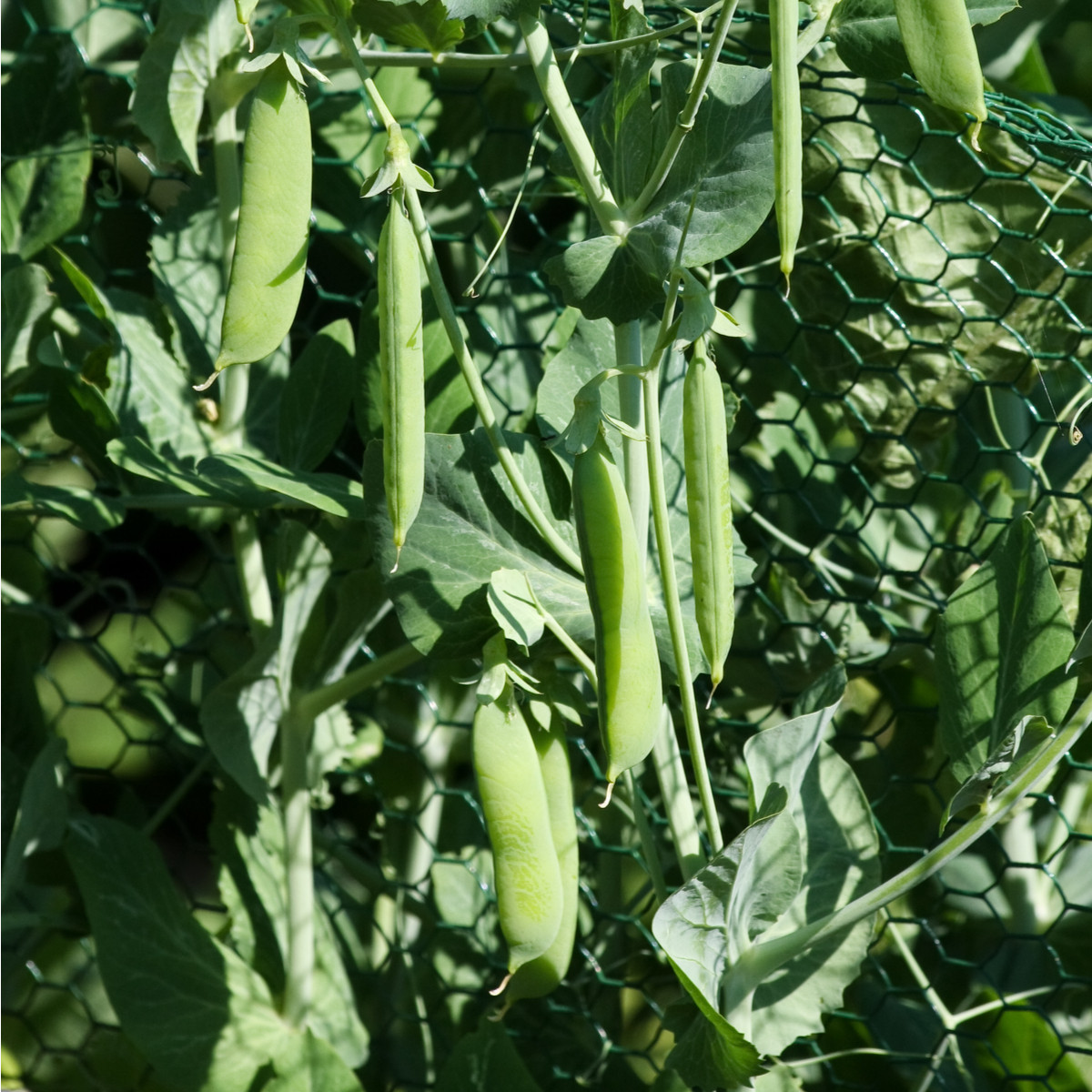 Hrach cukrový - Norli - Pisum sativum - semiačka - 12 g