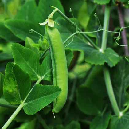 Hrach siaty dreňový - Senator - Pisum sativum - semiačka - 50 ks